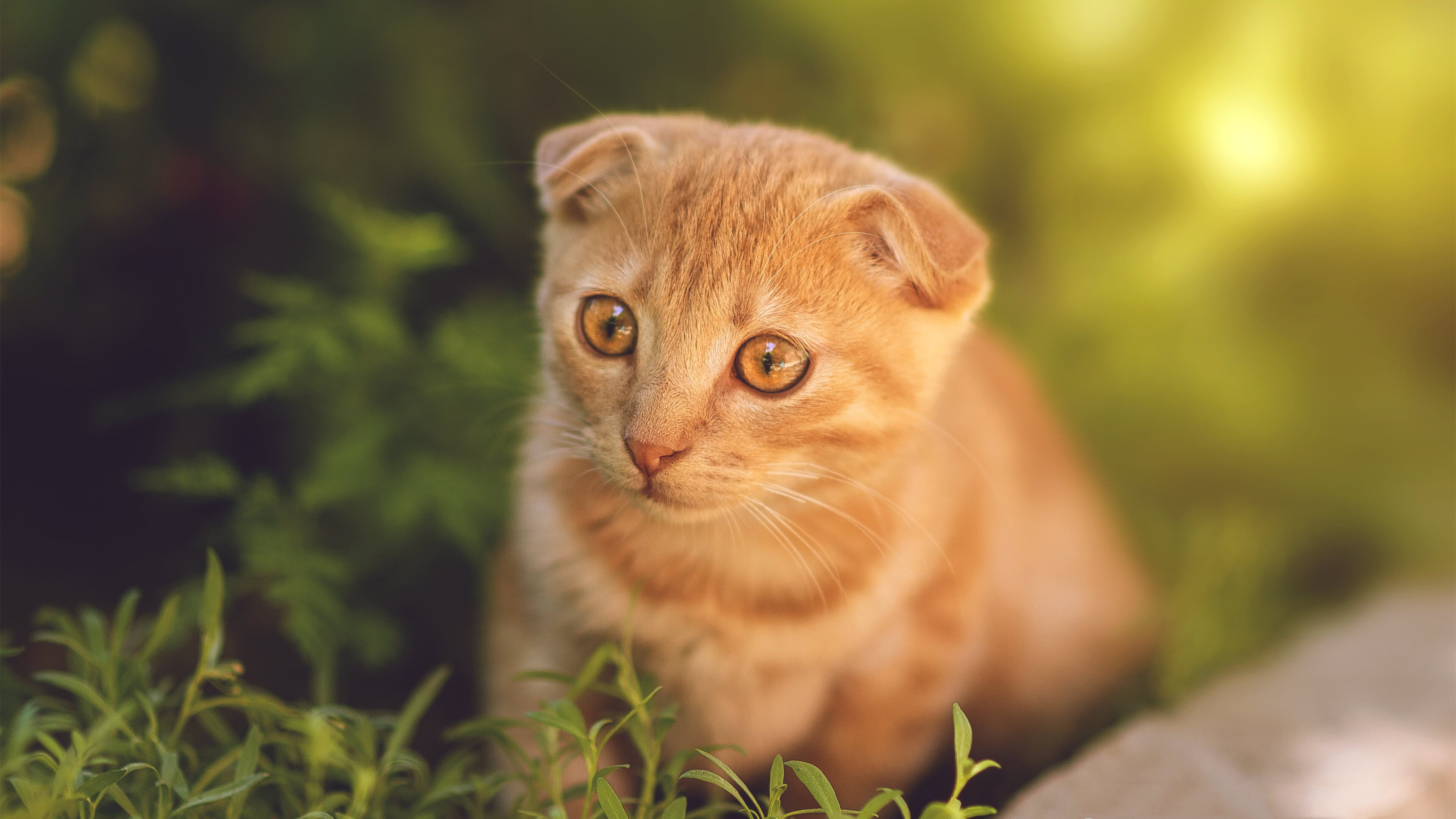 穆勒爆发，洪都拉斯强压阿尔及利亚，绿茵场上演逆袭与韧性的史诗对决