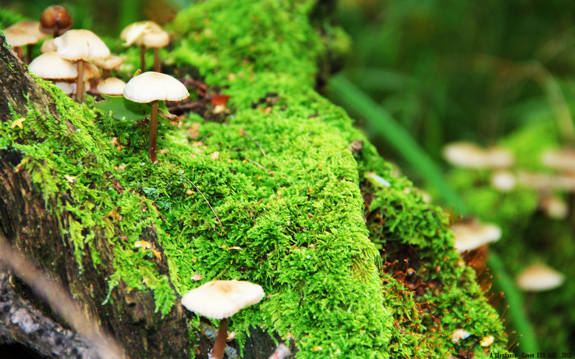 范弗利特末节独砍17分+死亡抢断，开拓者横扫森林狼创队史新章