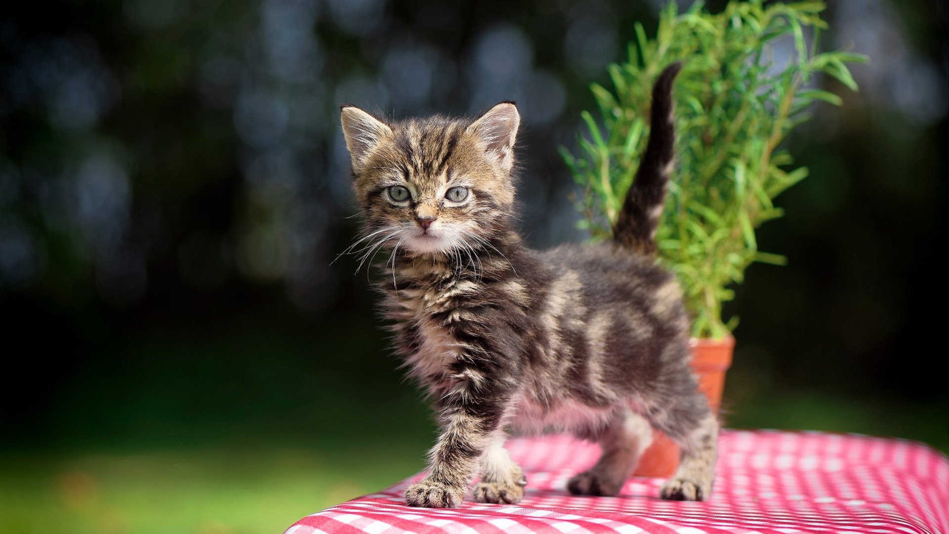 湖人对阵广东队，约基奇惊世三双演绎篮球哲学