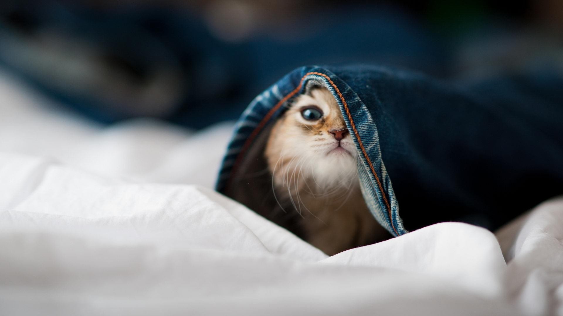 杰伦格林一手遮天掌控比赛命脉,公牛团队铁拳打穿掘金铜墙铁壁