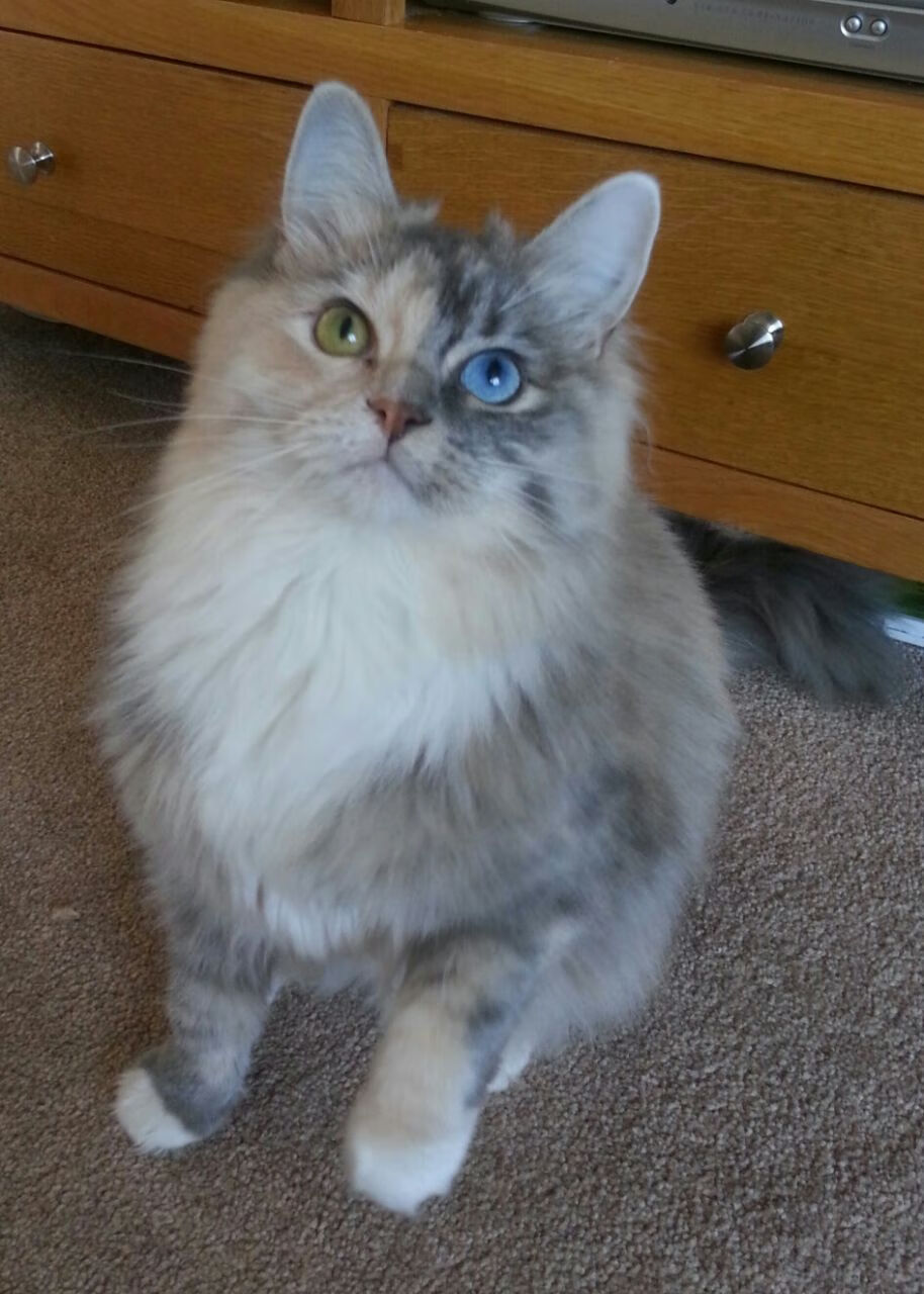 英超争冠之夜,杜兰特完美发挥照亮体育星空