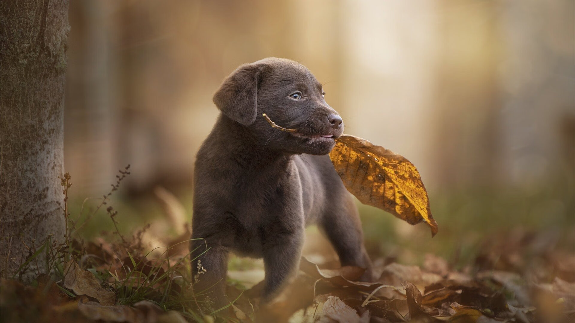 双星映衬,挪威闪耀友谊赛,克瓦拉茨赫利亚意甲封神