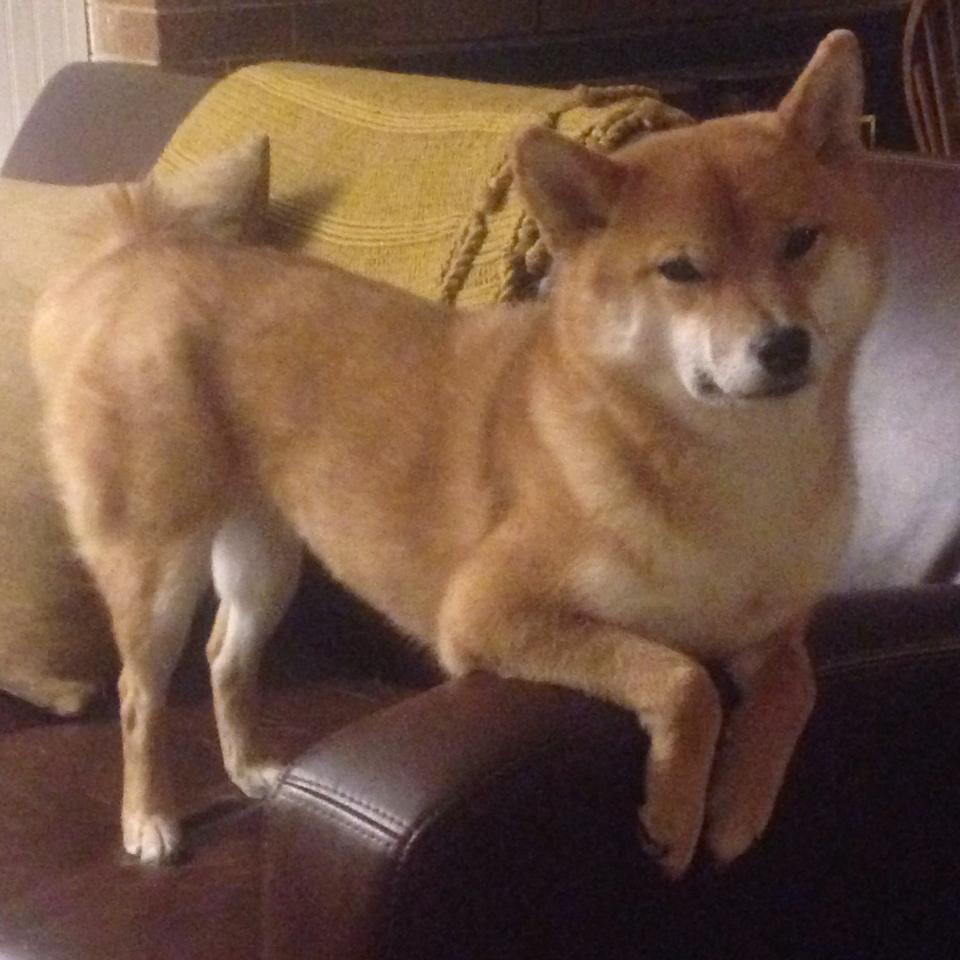 冰封休斯顿！森林狼窒息防守绞杀火箭，杰伦格林里程碑之夜徒留悲情