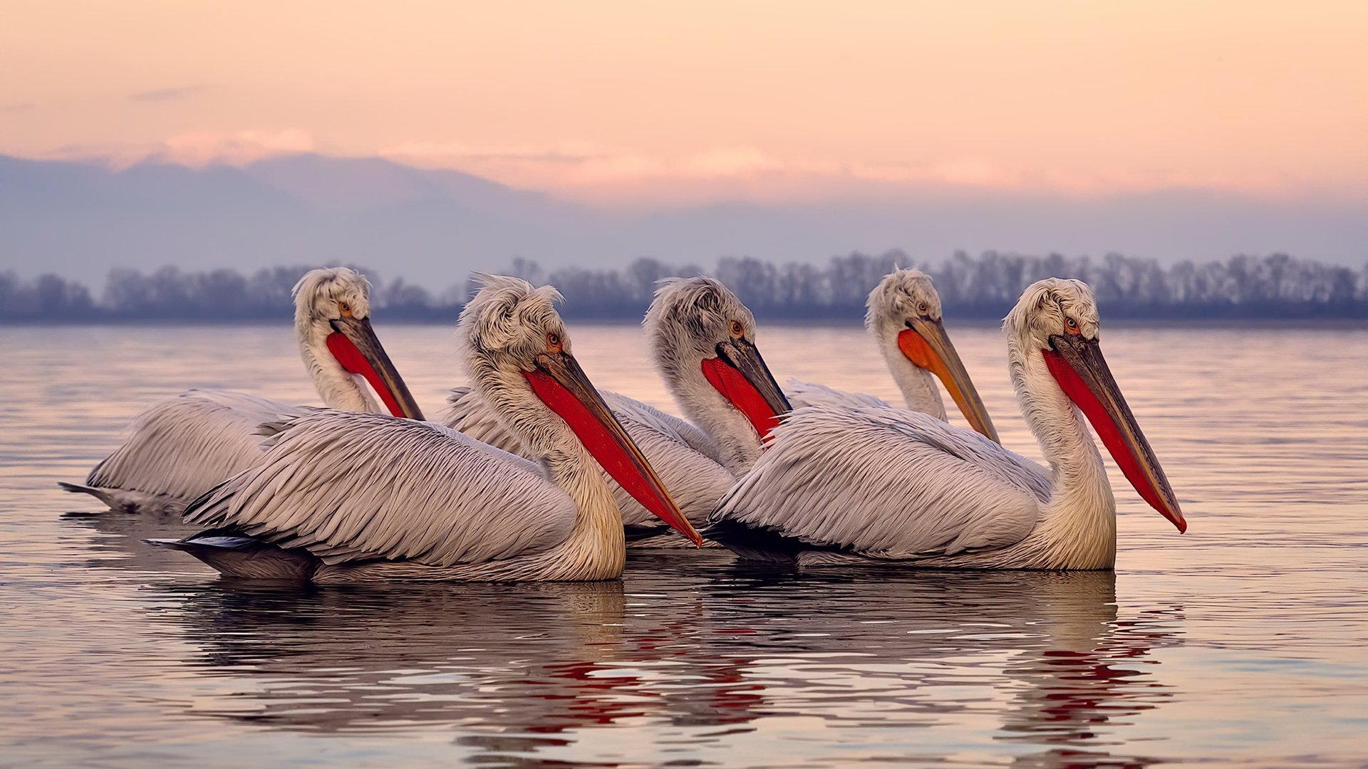 跨界风暴,黄蜂碾压广东队,伦纳德意甲焦点战主宰赛场