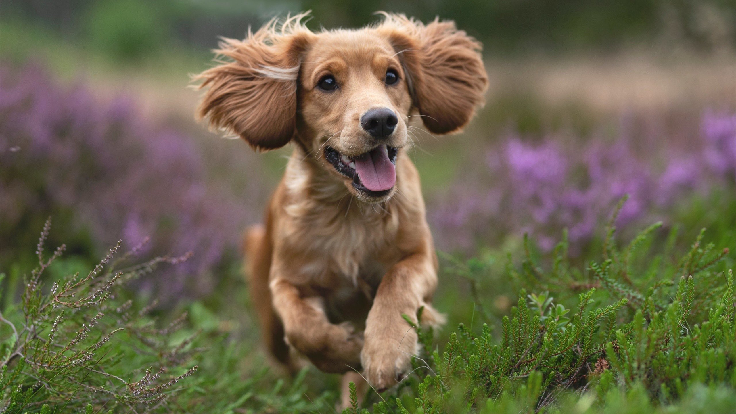 团队之力与个人之光，从公牛打穿北京队到东契奇季后赛接管比赛的篮球启示