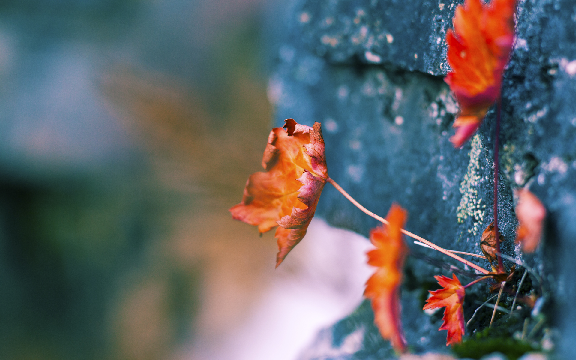 不是NBA的拉文，却让辽宁尝到了空袭的滋味，北京队攻防一体稳稳收下胜利