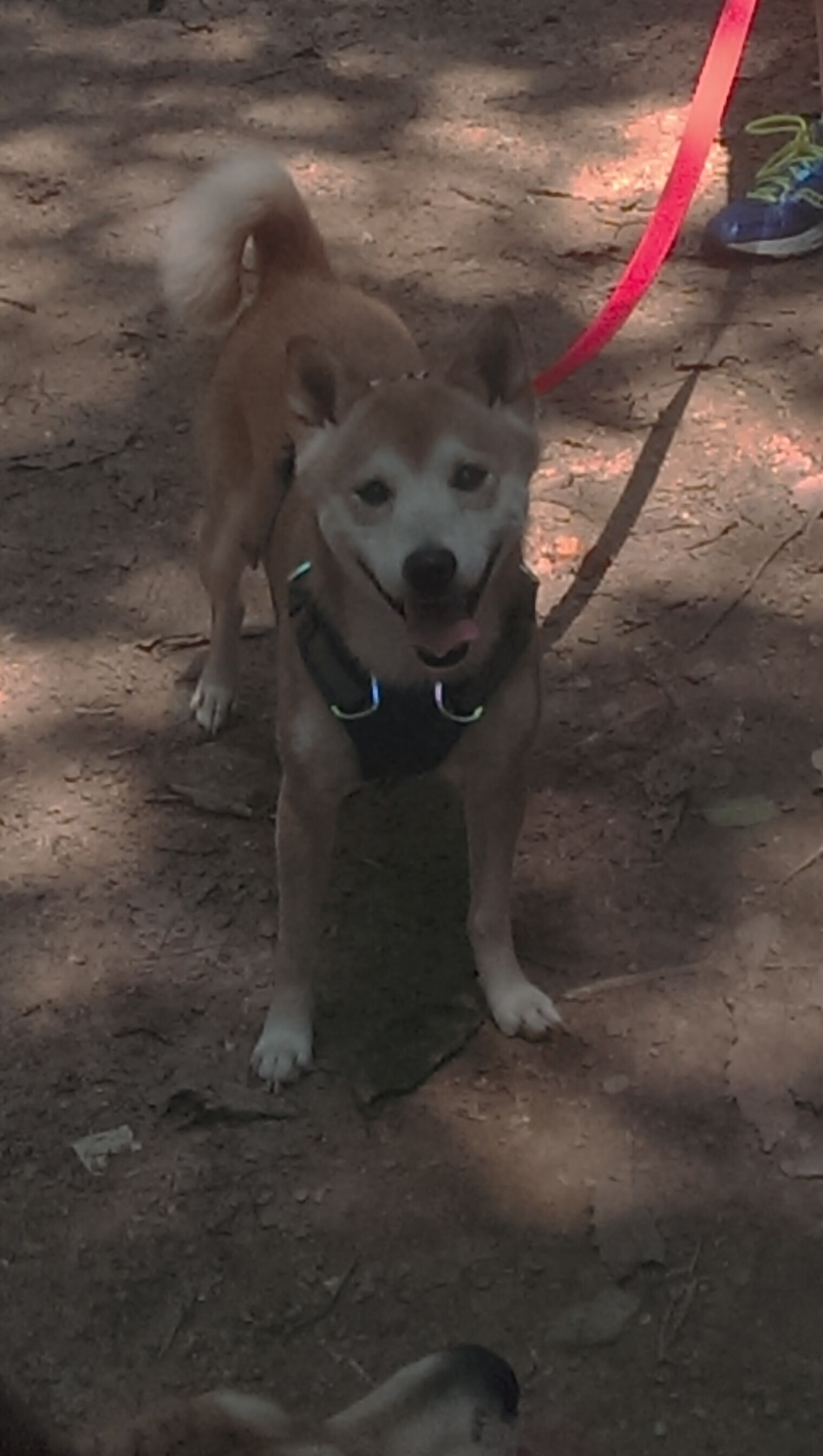 萨内魔幻时刻,一个德国人如何成为巴拉圭重创英格兰的关键先生