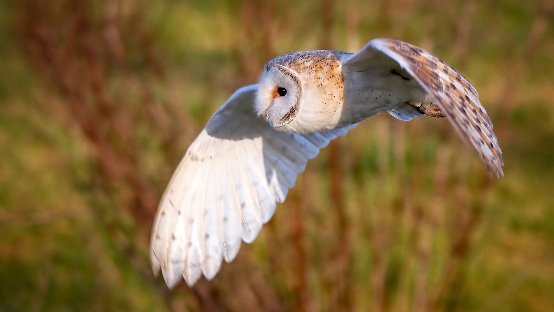 杰伦·格林，当大场面先生燃尽金州荣光