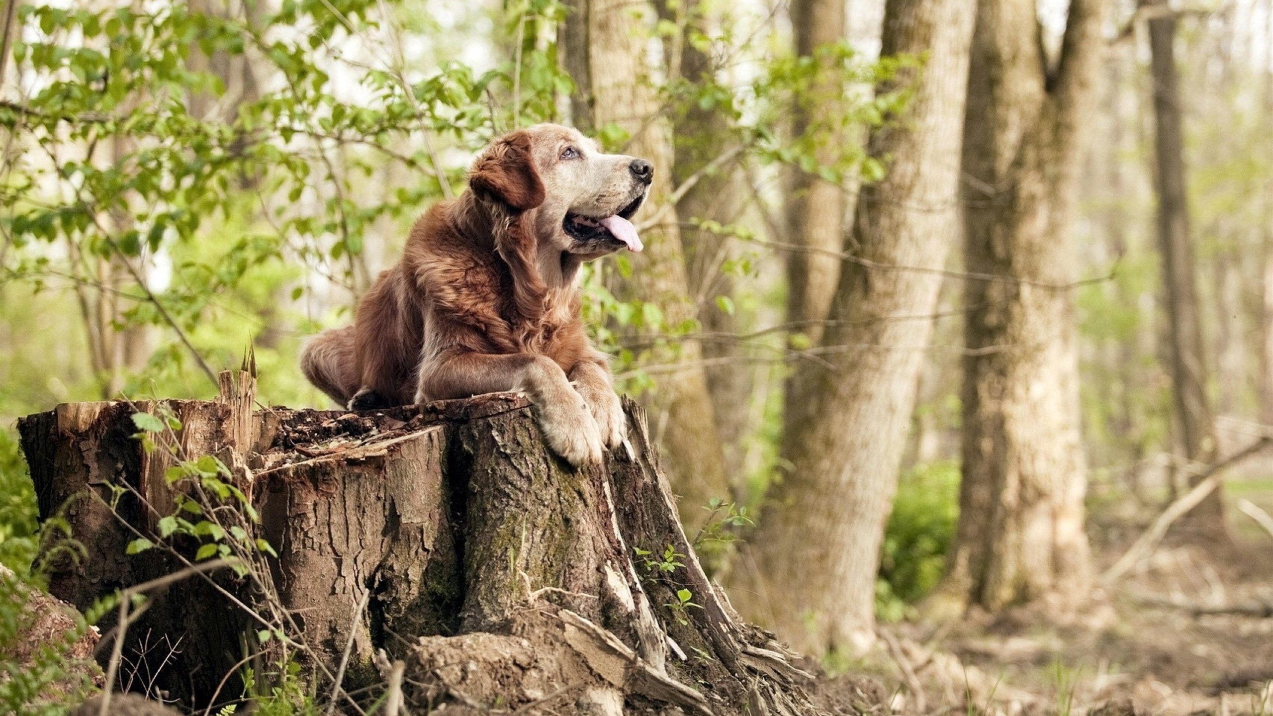 世界排名争夺战焦点战,传统秩序被颠覆,伊拉克爆冷险胜阿根廷