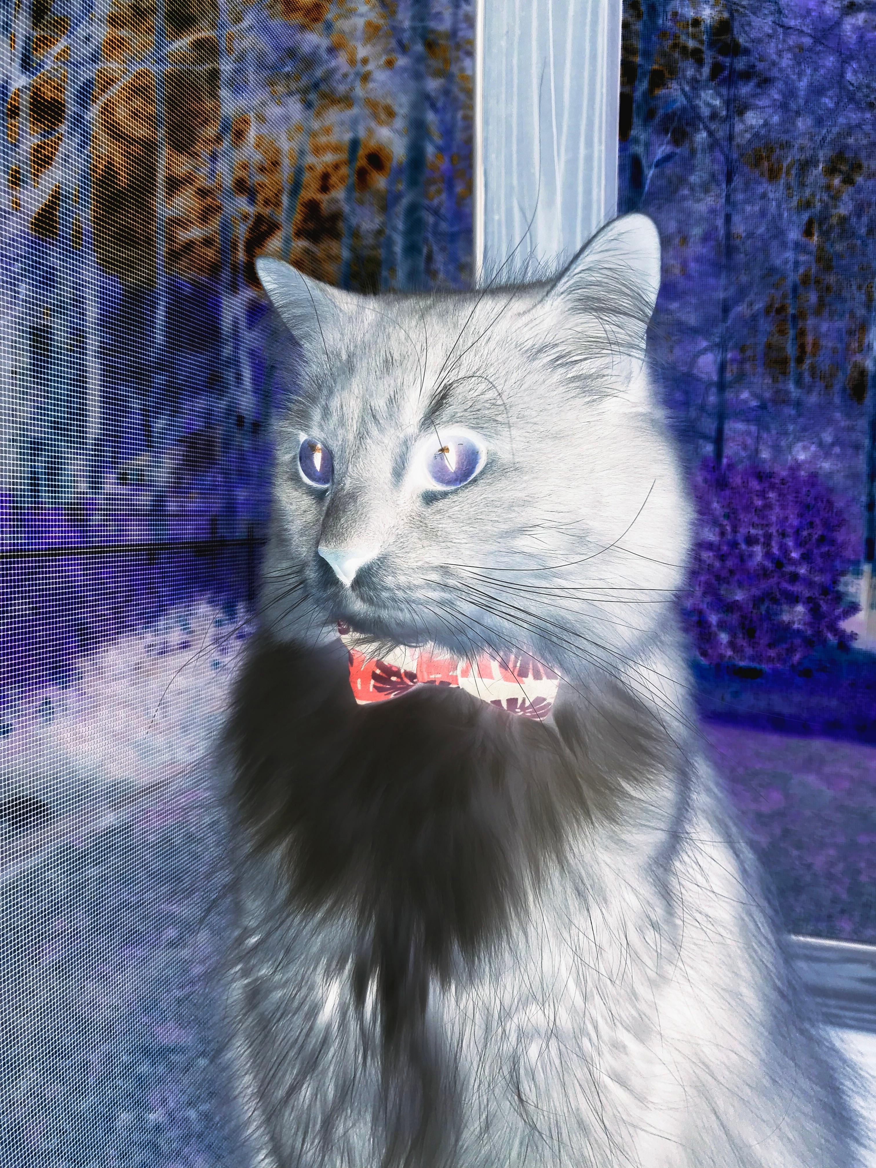 世俱杯奖金-黄昏锋芒，当凯尔特人带走太阳，西亚卡姆在暗处写下自己的接管宣言