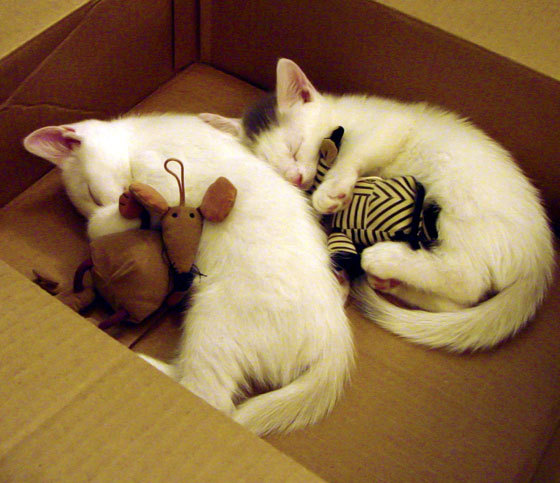 德国队完胜切尔西，厄德高闪耀成为关键先生