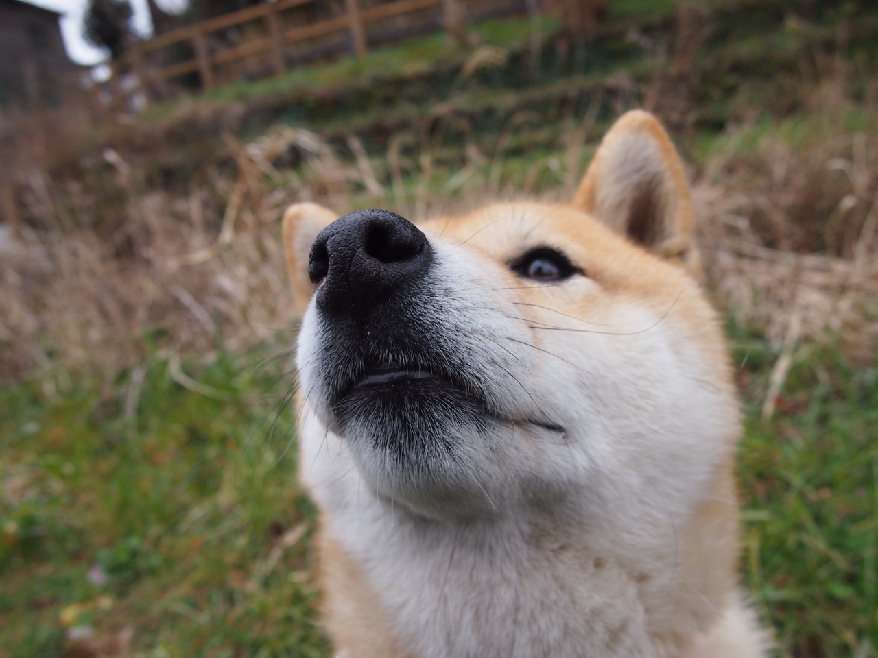 骑士vs湖人，小贾伦稳定输出不掉线，率队捍卫主场荣耀