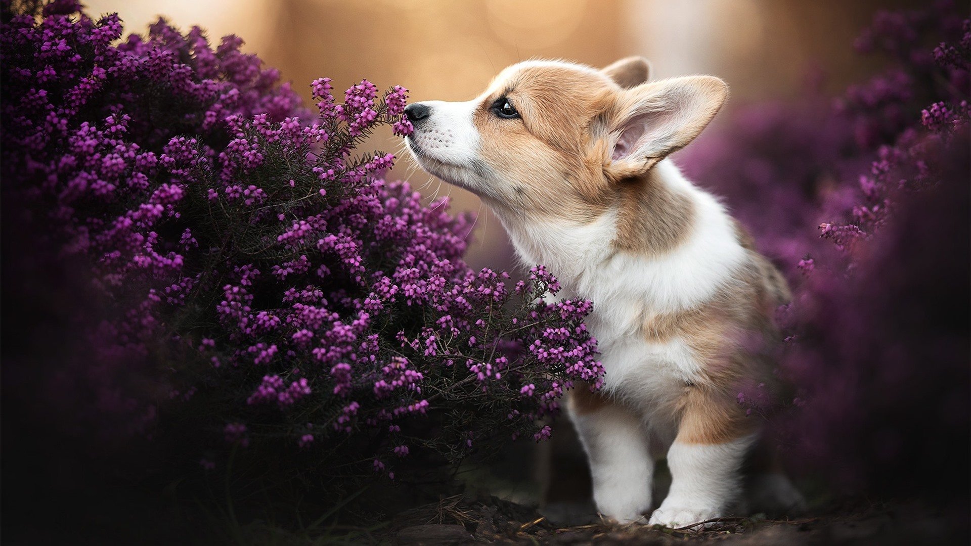 奥利维耶独闯龙潭，英格兰火力全开压制皇家社会