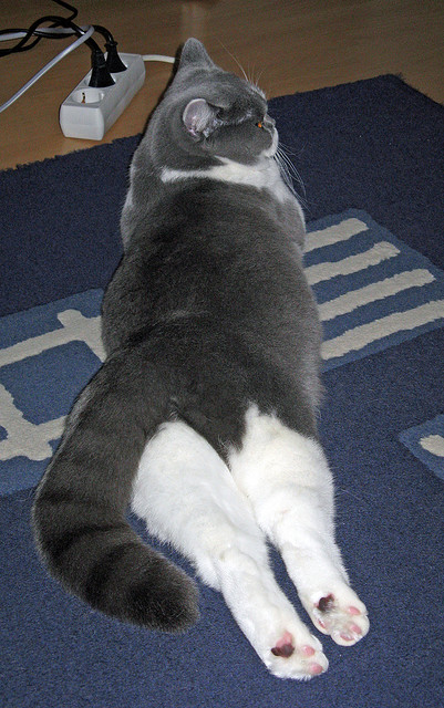 世俱杯奖金-曼城客场强势晋级，努涅斯高光表现难掩蓝月亮光芒