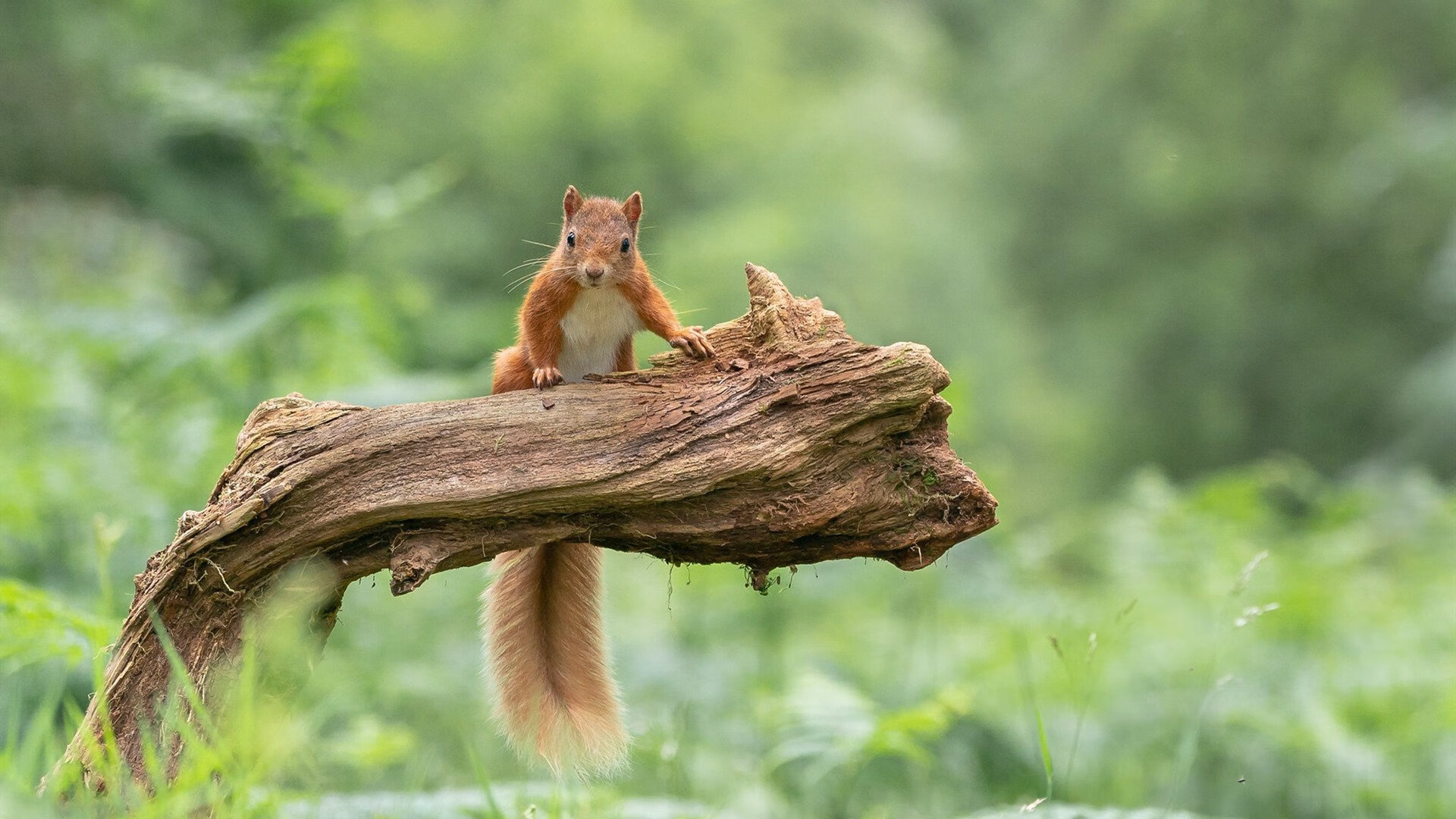 铁肩,2026世界杯之夜的无声誓言
