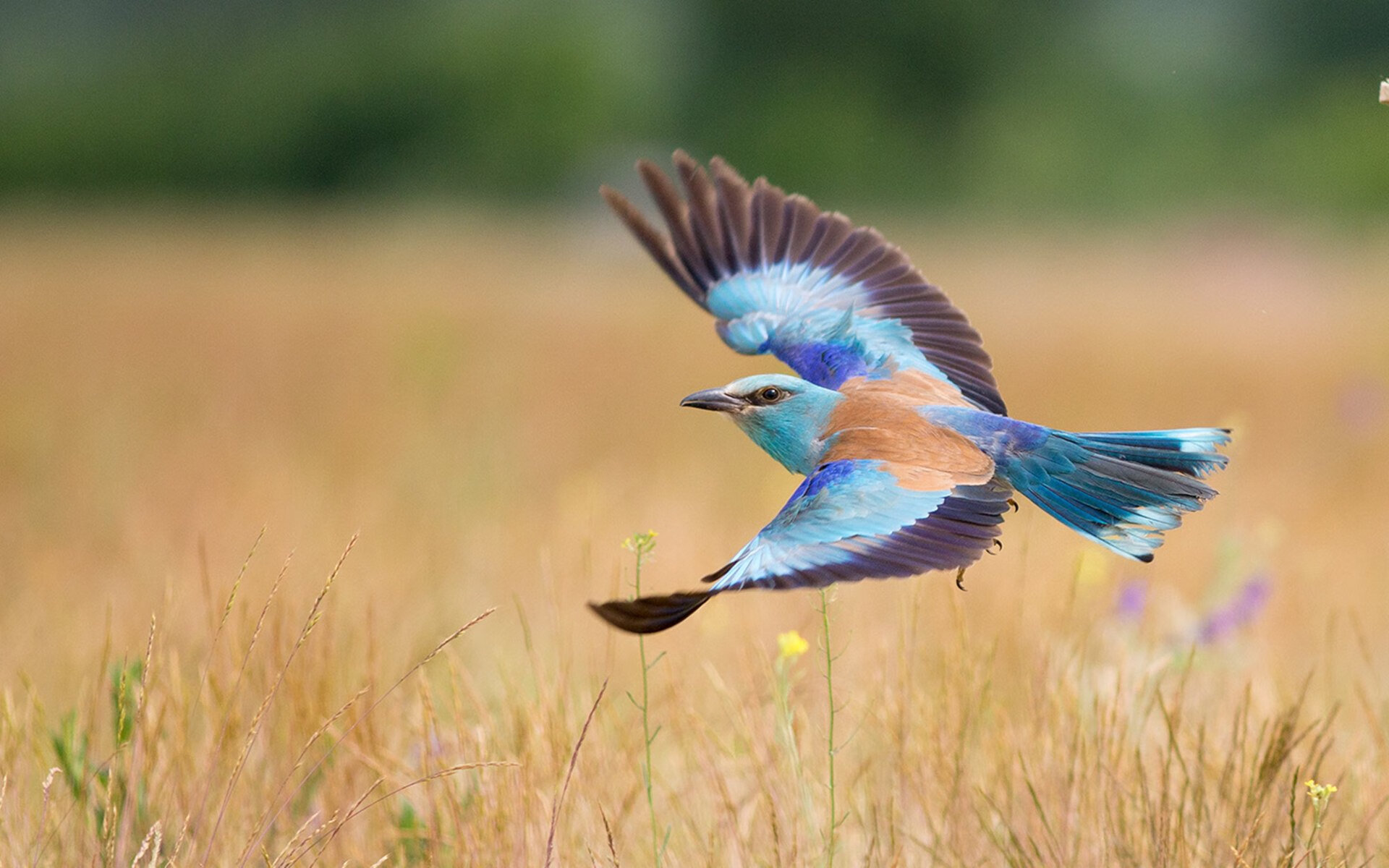 保罗关键战不手软，雄鹿末节带走开拓者，一场属于斗士的胜利