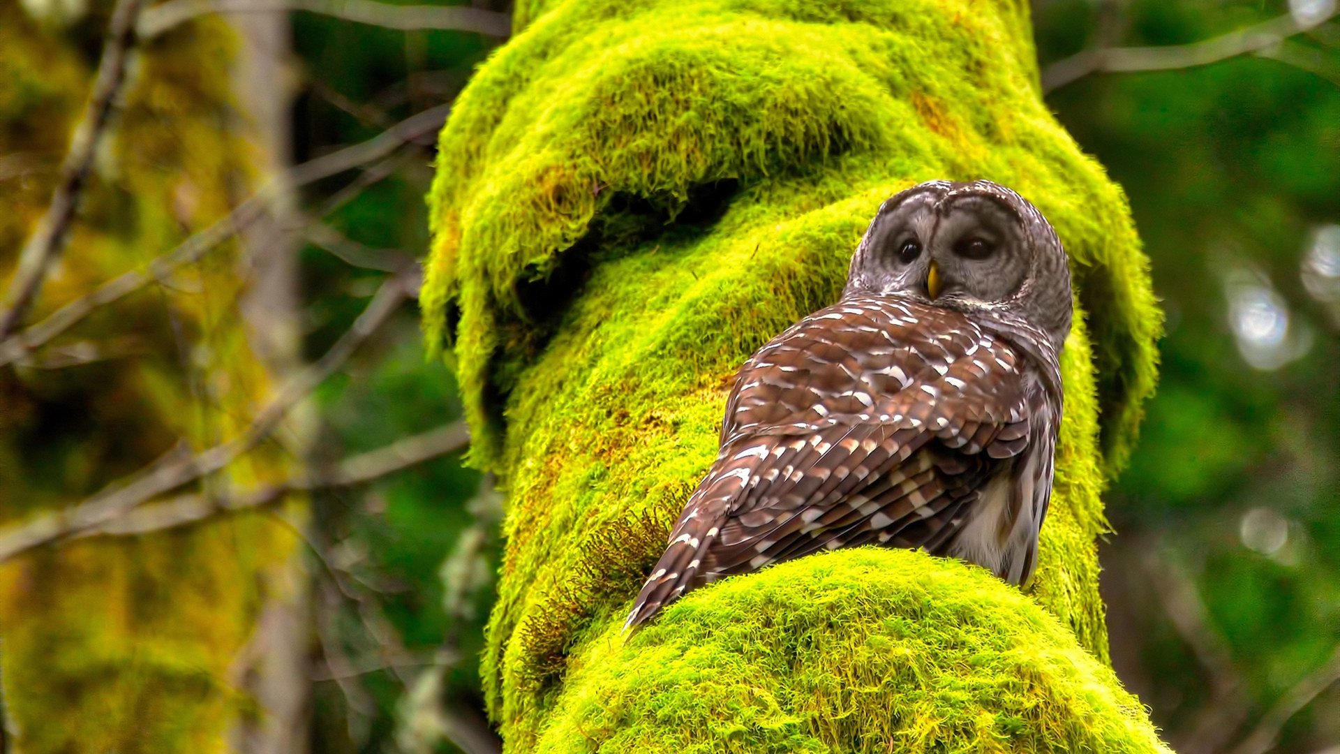 冷夜杀手，布雷默在F1揭幕战之夜持续制造杀伤