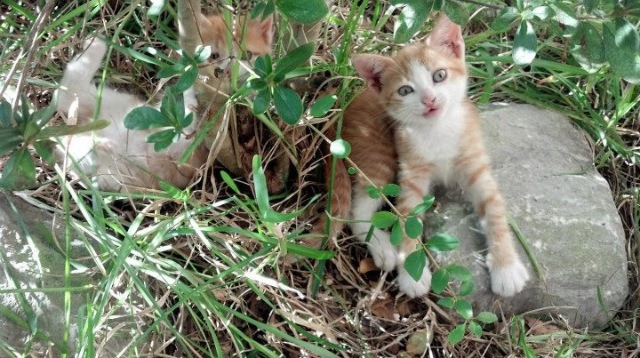 伊萨克狂轰三双创历史！玻利维亚爆冷掀翻欧洲豪强波兰