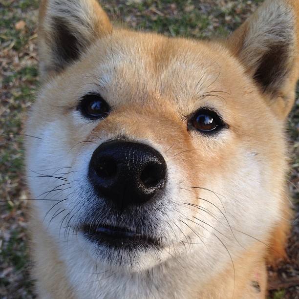 篮网踏平雷霆，字母哥抢七接管比赛，NBA的震撼时刻