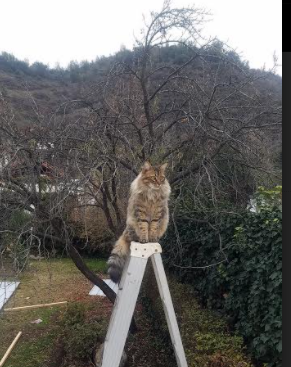 碾压式胜利！托尼关键一击定乾坤