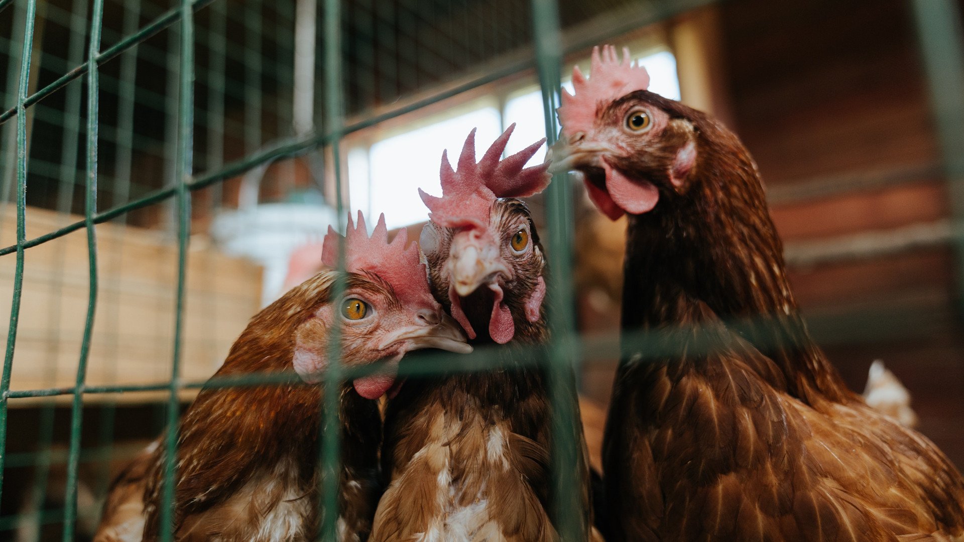 夜战全球排名之巅，马丁内利攻防统治全记录