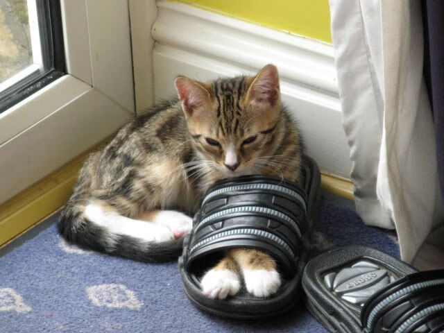 新疆队收割爵士，字母哥成为关键先生