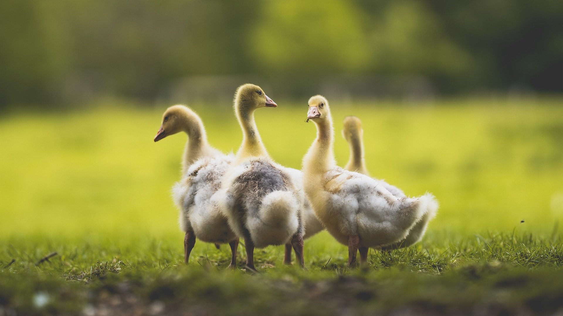 世俱杯赛程-破节奏者得天下，从文班亚马的锋芒到新疆队的缜密