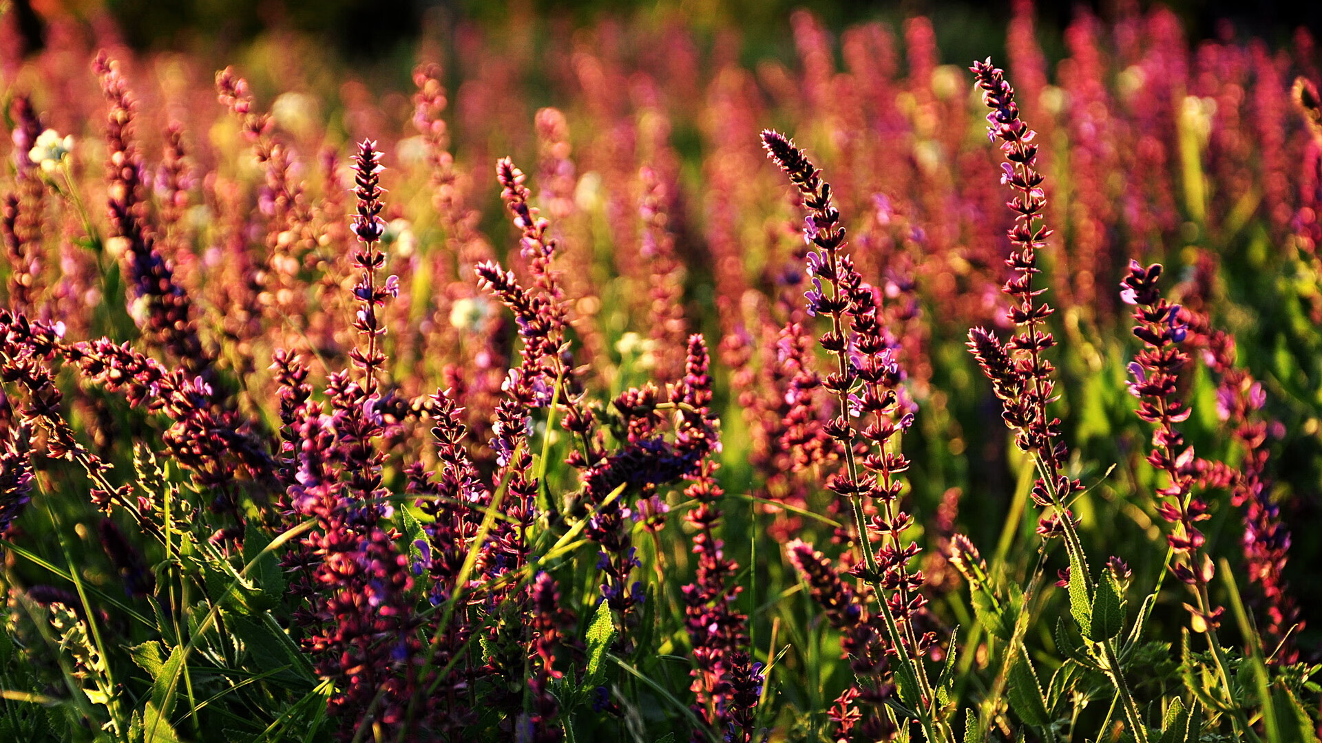 世俱杯参赛资格-金玟哉一手掌控比赛走势，切尔西巅峰对决胜出佛罗伦萨