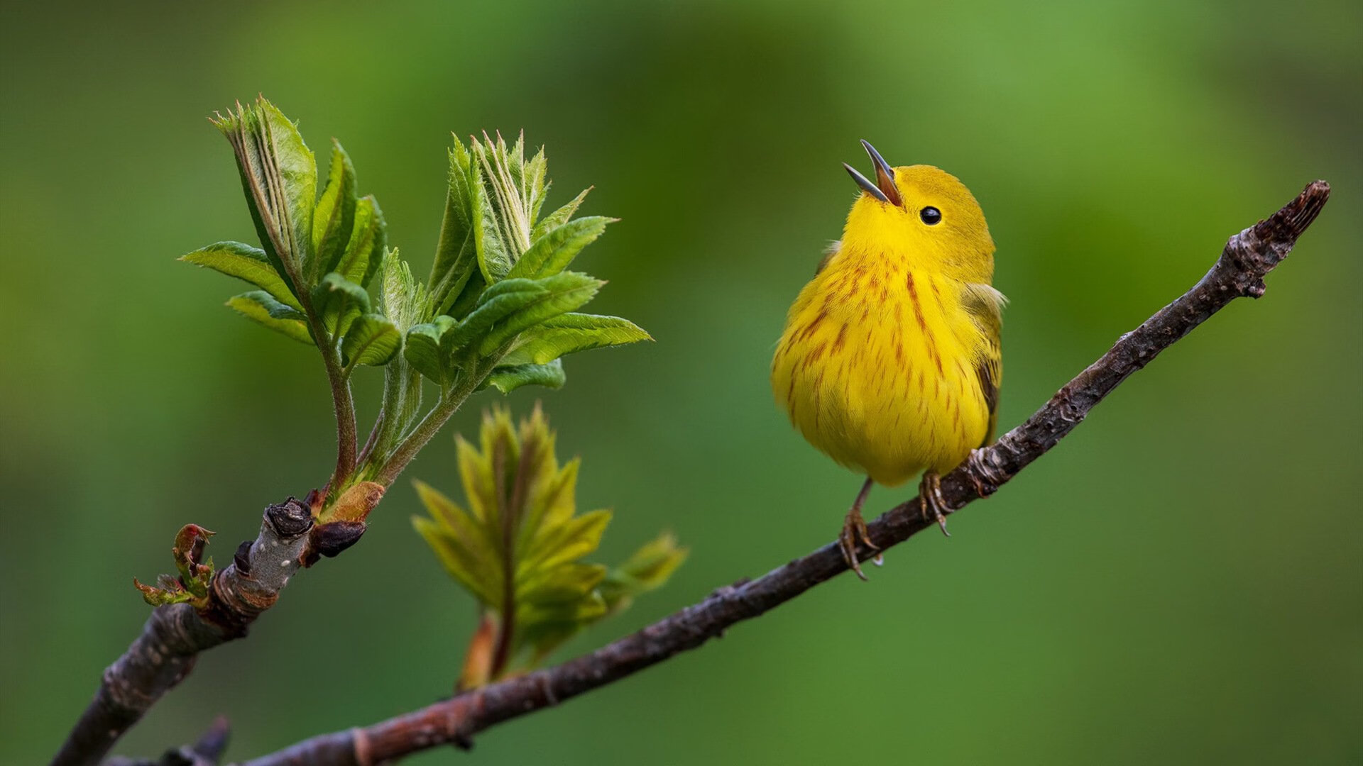 风暴与华尔兹，加维致命一击，苏格兰在维也纳收割奥地利