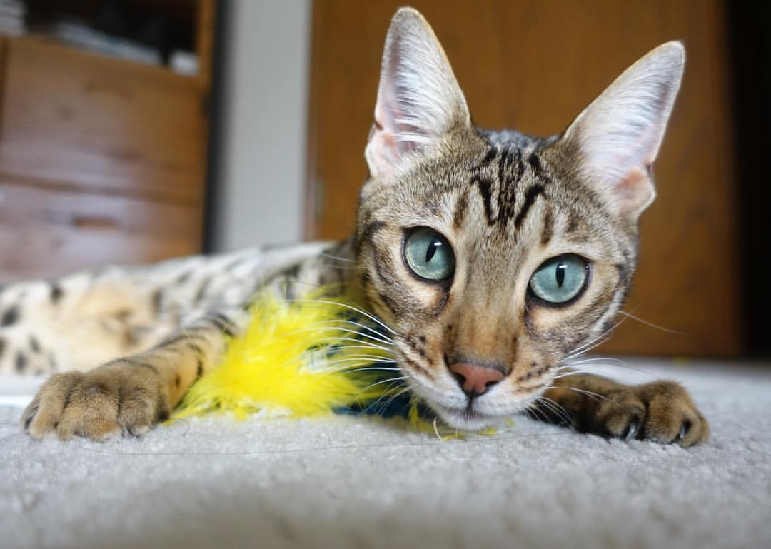 武切维奇闪耀关键时刻，雷霆力克步行者收下关键胜利