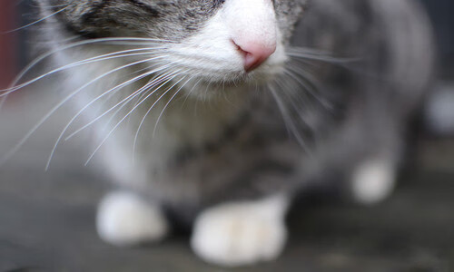 世俱杯奖金-夜魔觉醒，哈弗茨关键节点连斩，撕裂东部终极黑夜