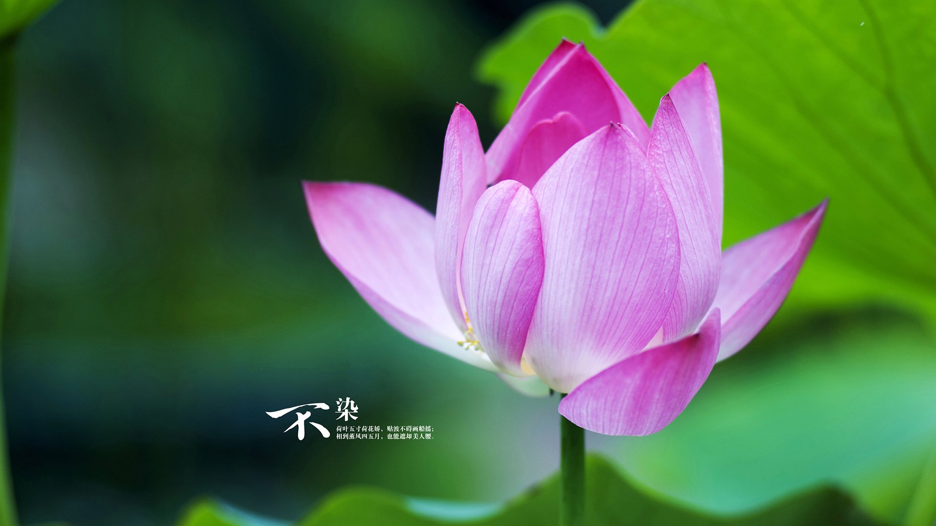 斗牛士的狂舞，西班牙全面压制乌拉圭，塔雷米独耀全场锁定胜局